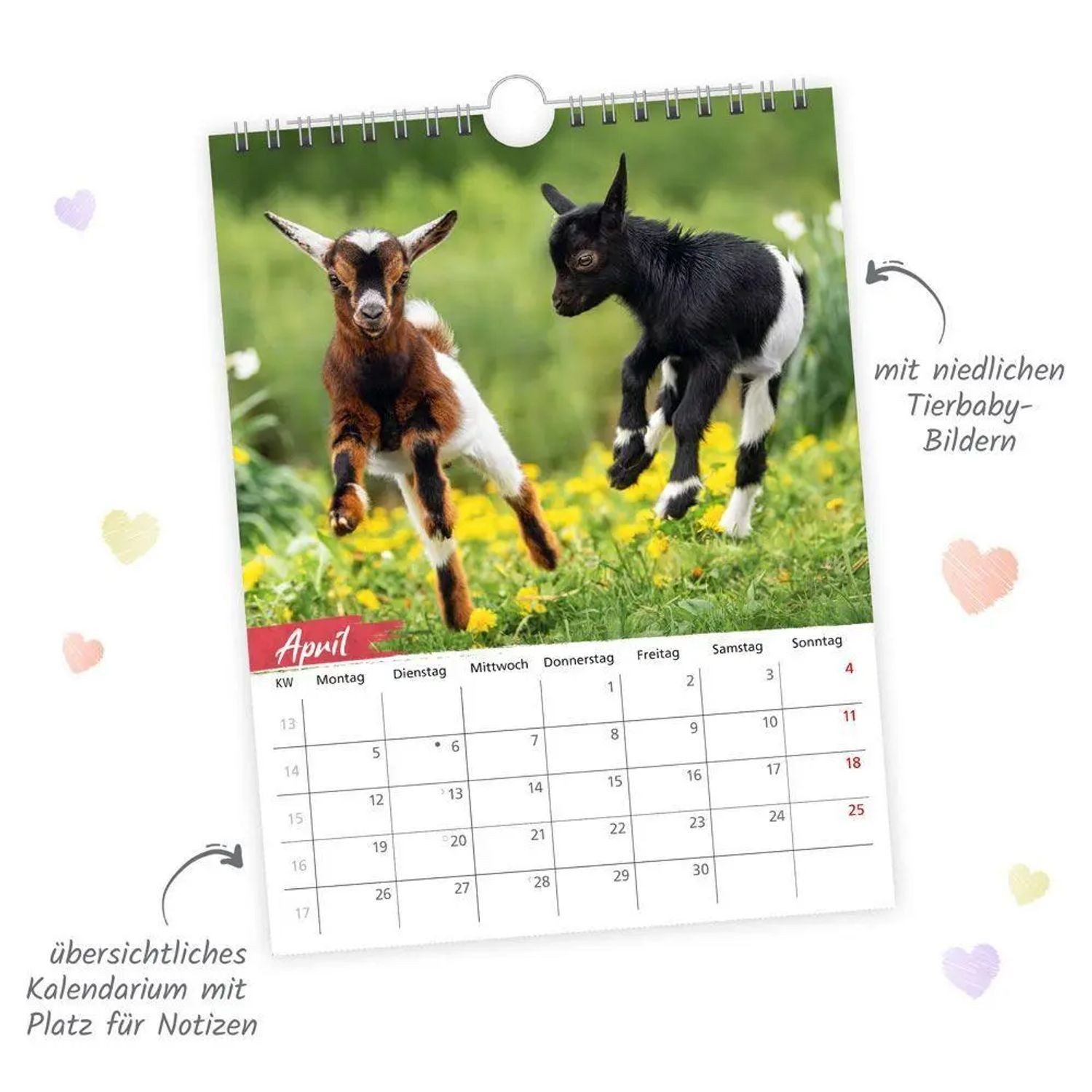 Trötsch Verlag Wandkalender TRÖTSCH - Notizkalender zum Hängen Tierkinder 2027
