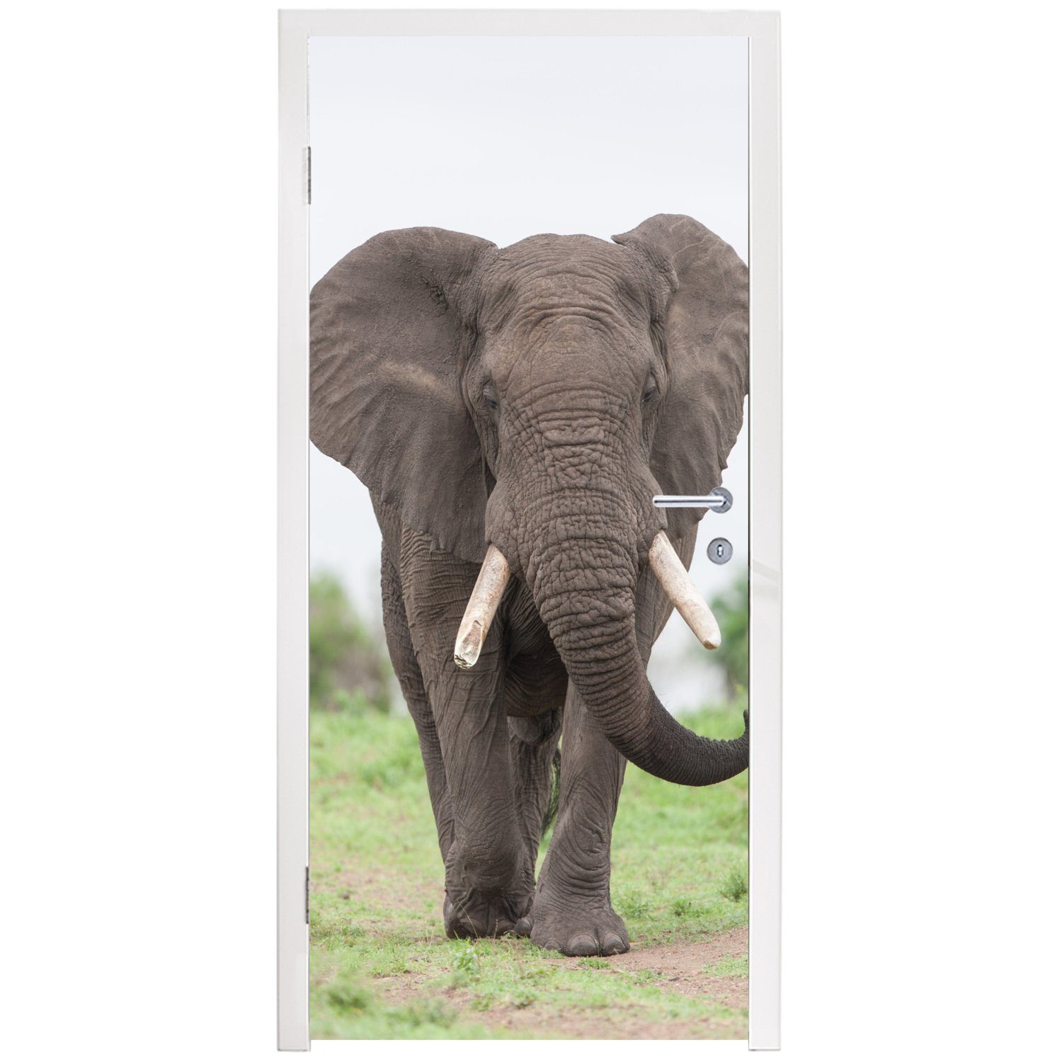 Türaufkleber, Tür, - (1 Elefant Matt, St), Tiere Fototapete MuchoWow cm Gras bedruckt, - für Natur, 75x205 - Türtapete