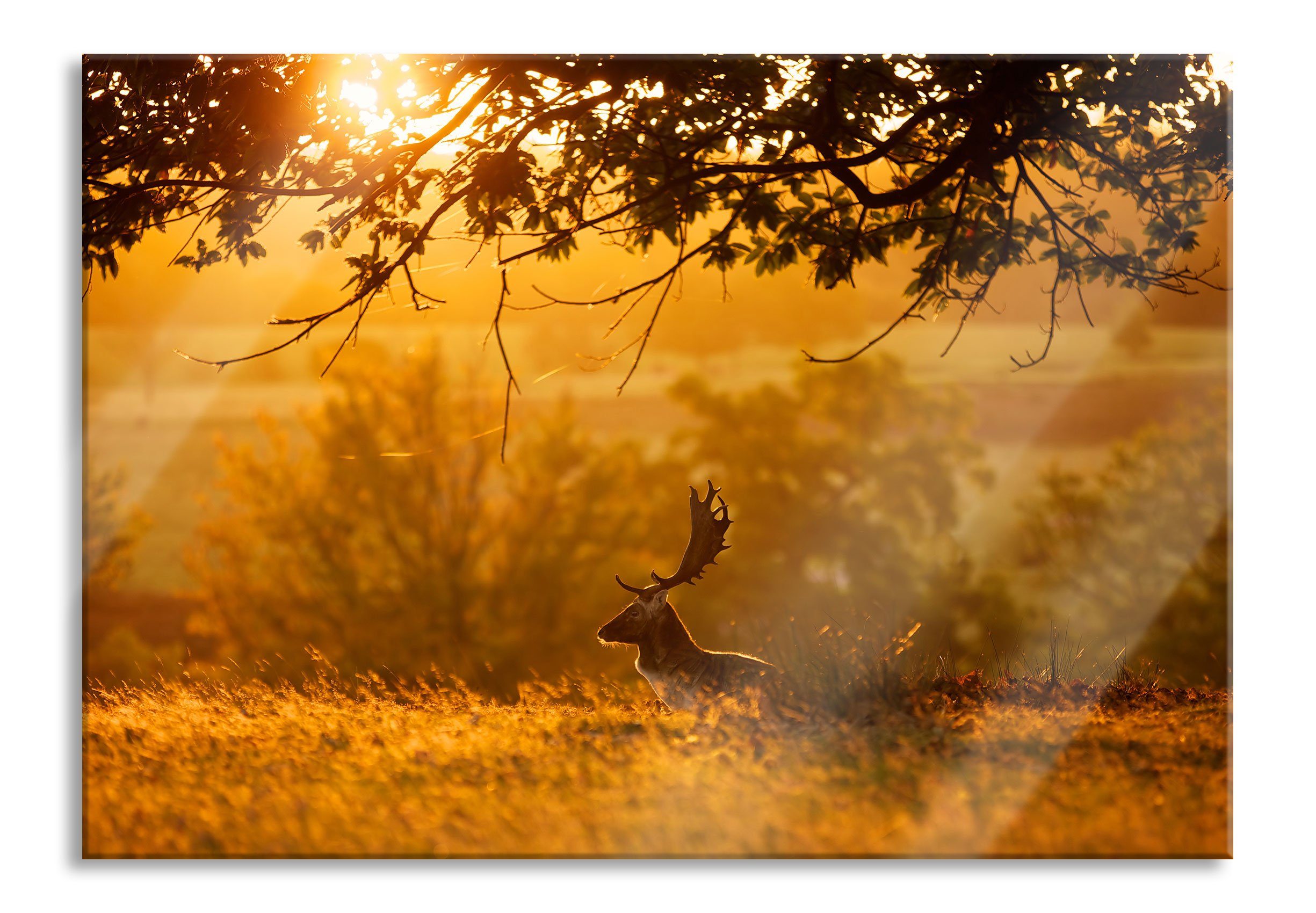 Glasbild Damhirschbock Herbstmorgen