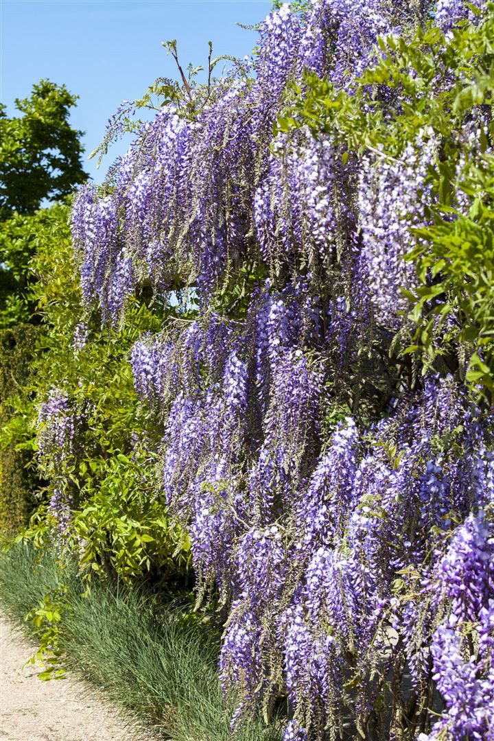 Pflanzen für Dich Kletterpflanze Wisteria floribunda, 1 St., Japanischer Blauregen, Blauregen, blauviolett, kletterpflanze