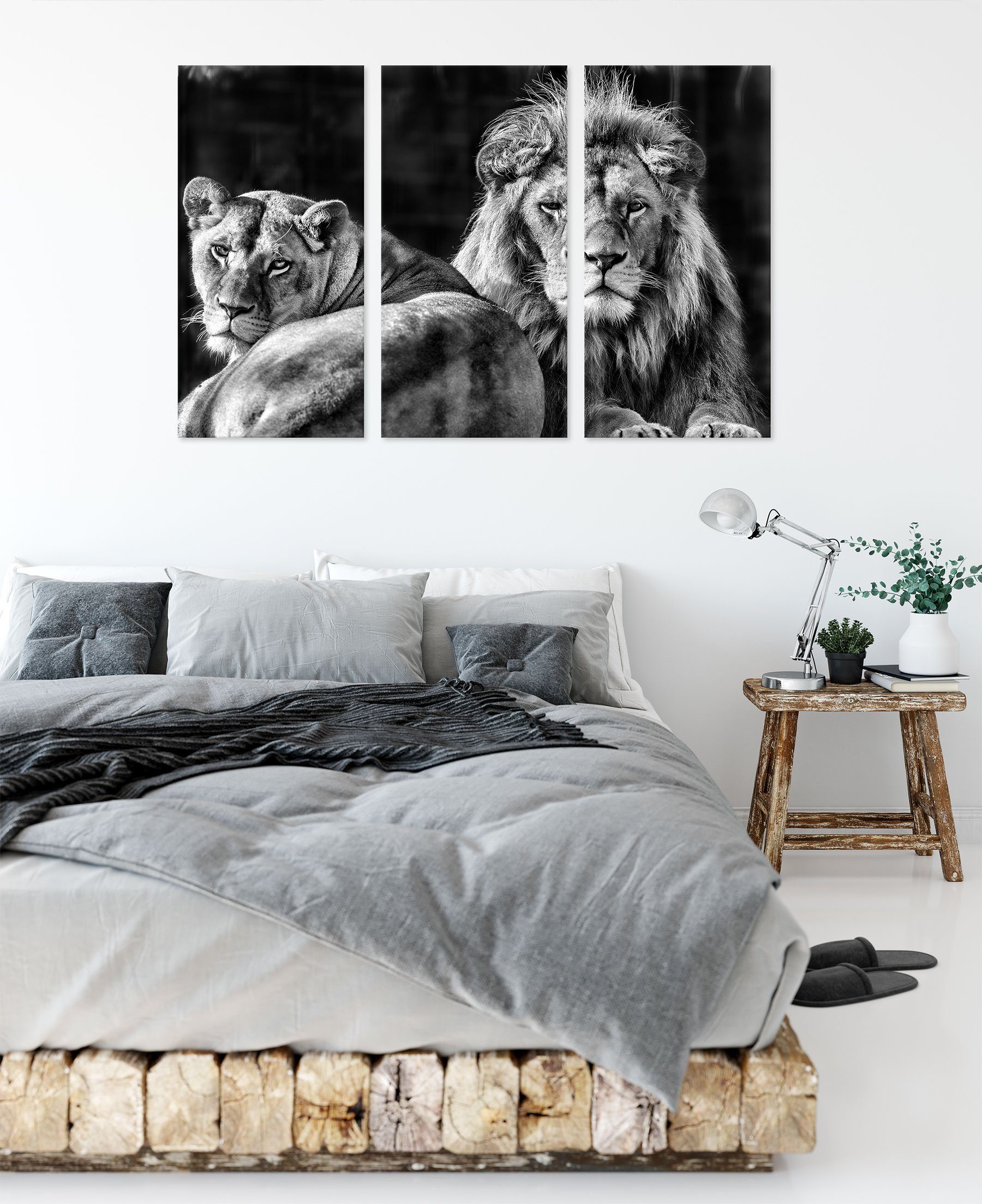 (1 fertig Löwenpaar, inkl. St), 3Teiler Löwenpaar Leinwandbild schönes Pixxprint Leinwandbild (120x80cm) schönes Zackenaufhänger bespannt,