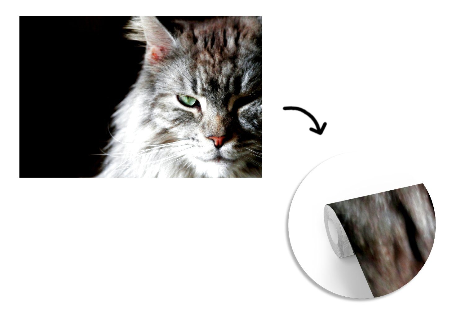 Matt, Wallpaper Porträt MuchoWow für einer Maine Coon graufarbigen Katze, Tapete (6 Vinyl Fototapete St), bedruckt, Wohnzimmer, Schlafzimmer, Kinderzimmer,