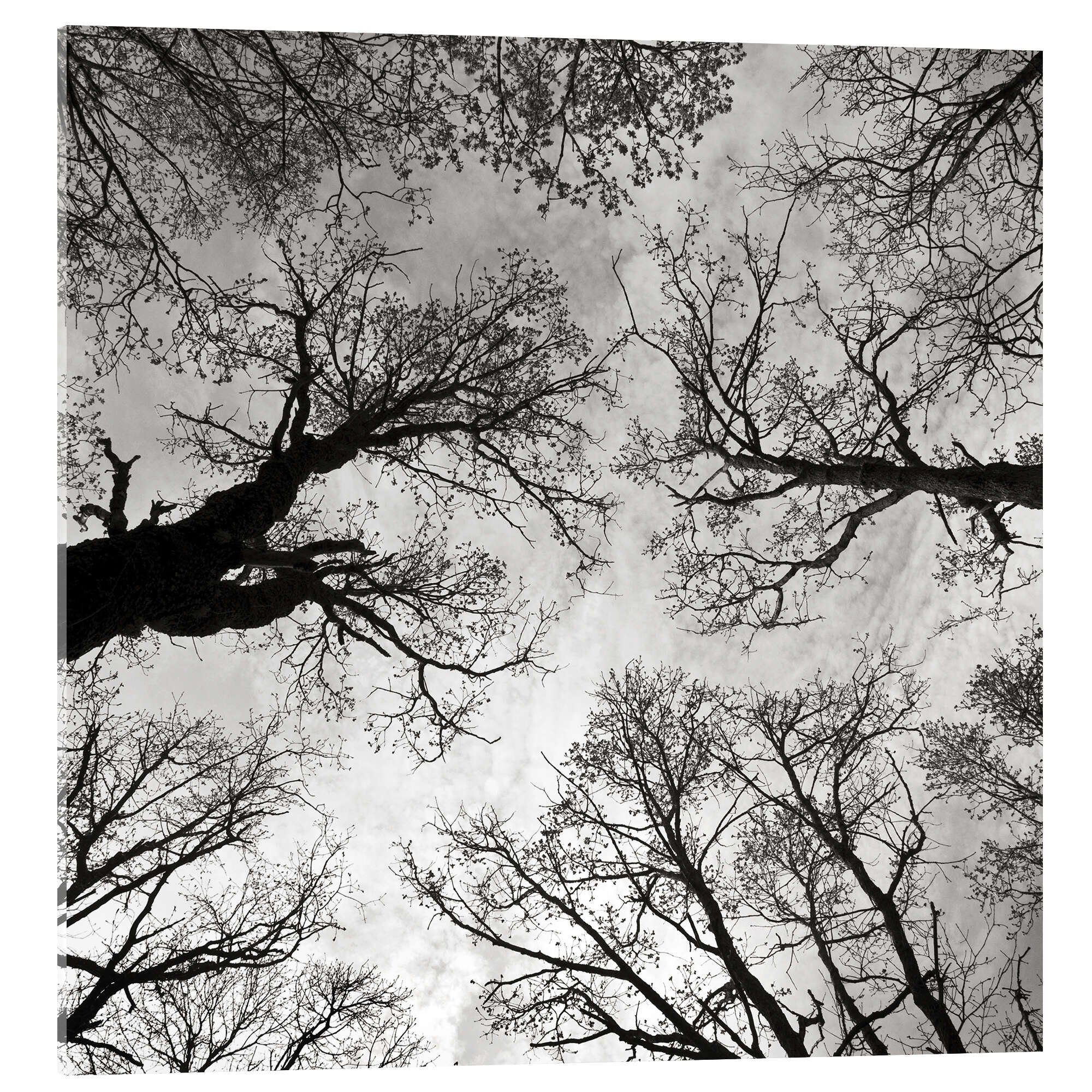 Posterlounge Acrylglasbild CAPTAIN SILVA, Meditative Kraft der Bäume, Fotografie