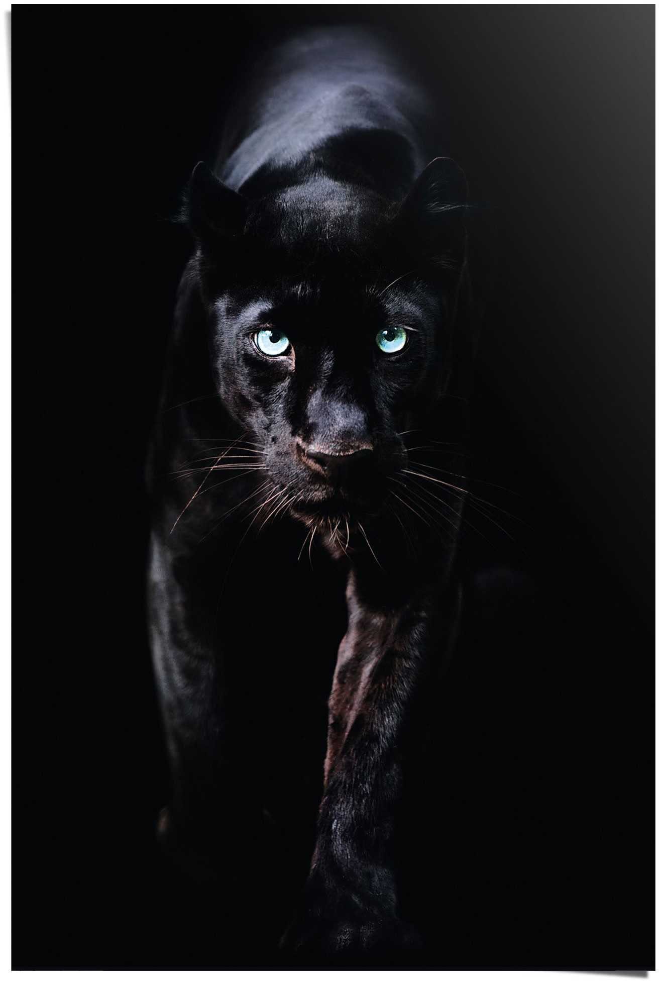 Poster Tiere (1 St) Poster Reinders! Panther, Schwarzer
