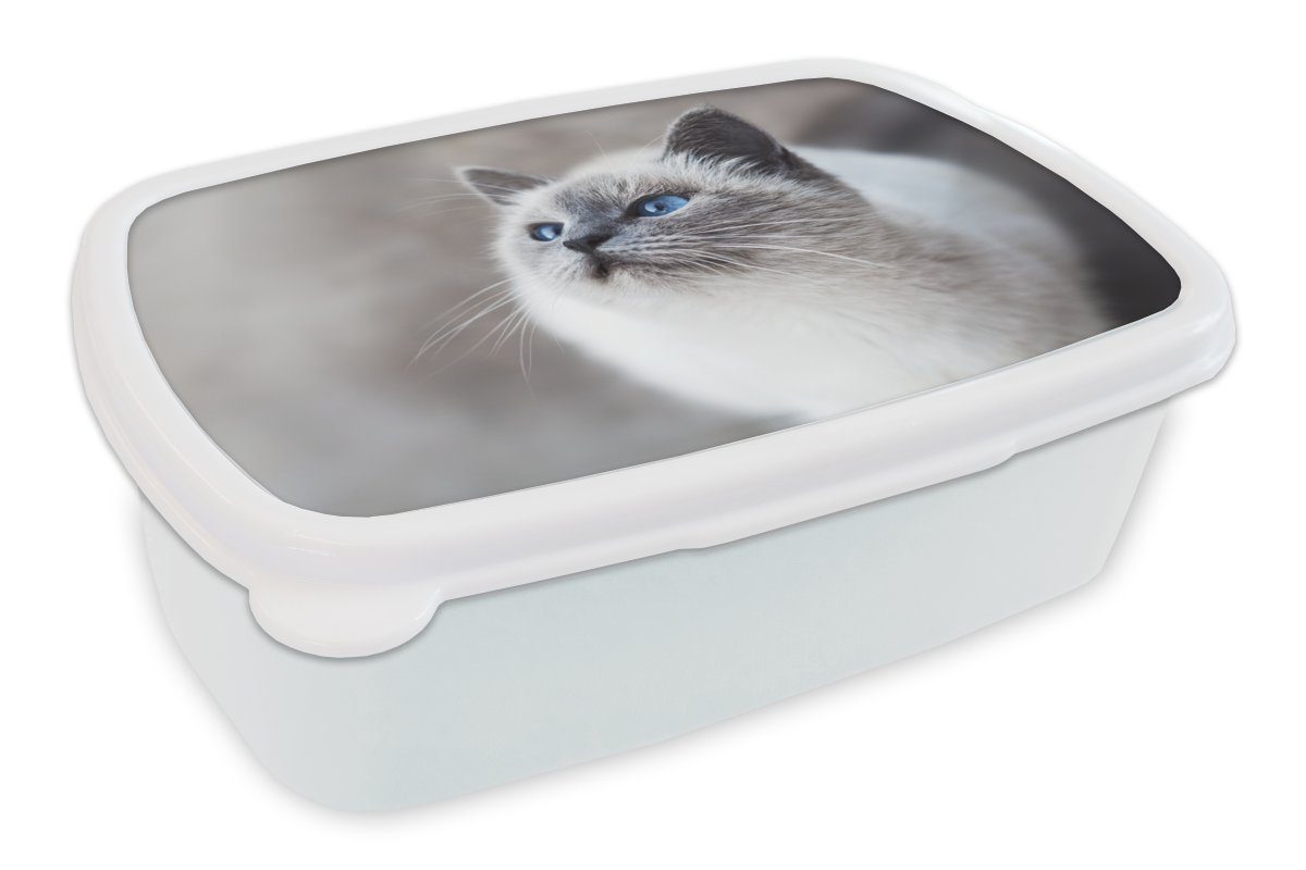MuchoWow Lunchbox Katzen - Haustiere - Augen - Blau, Kunststoff, (2-tlg), Brotbox für Kinder und Erwachsene, Brotdose, für Jungs und Mädchen weiß