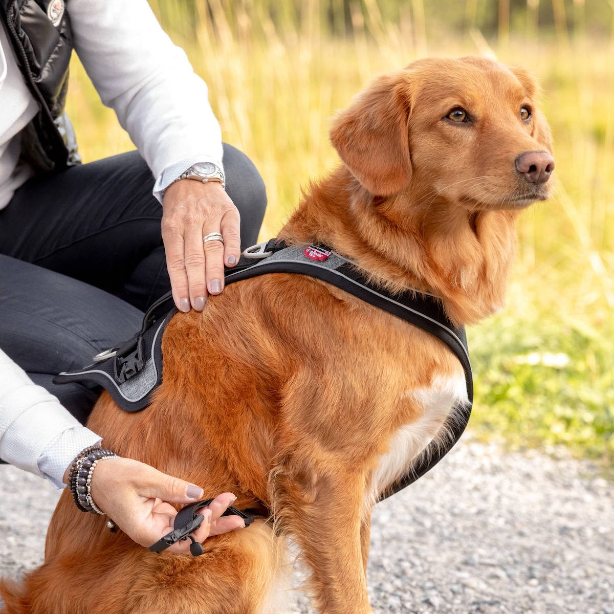 Curli Hunde-Geschirr Magnetic Belka Comfort Geschirr schwarz
