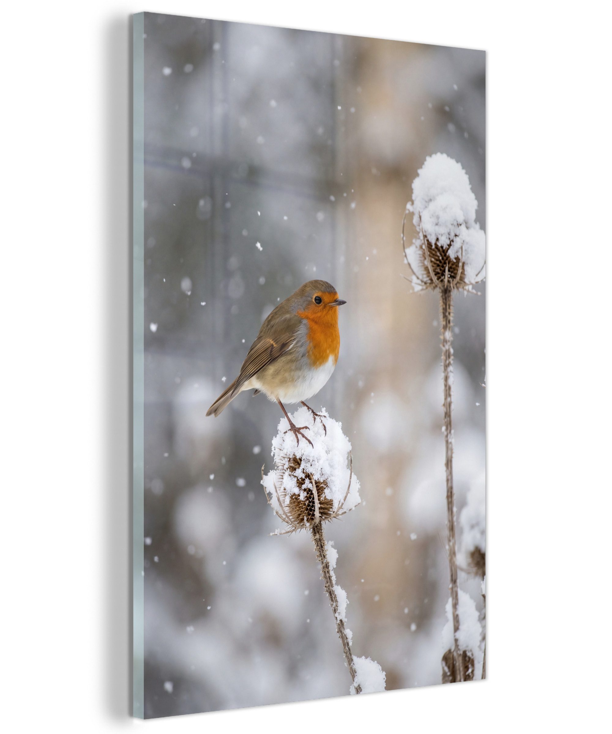 MuchoWow Acrylglasbild Rotkehlchen - Getrocknete Blume - Schnee - Winter - Lieblich, Inkl. Aufhängung, Dekorative Bild für Küche & Wohnzimmer auf Glas, 20x30 cm