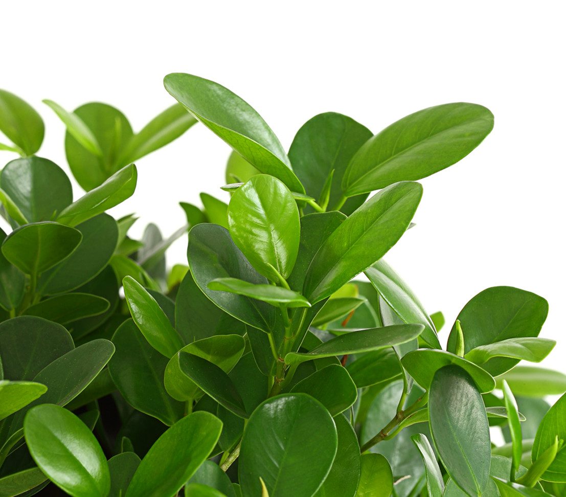 Dehner Zimmerpflanze Lorbeer-Feige, Ficus microcarpa Moclame, mit gedrehtem günstig online kaufen