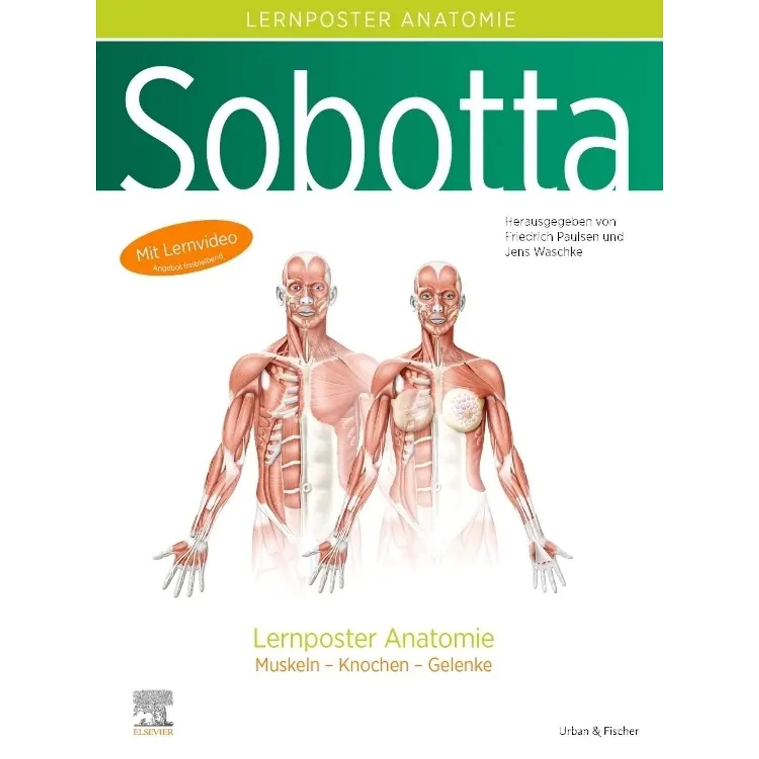 Poster Sobotta Lernposter Anatomie