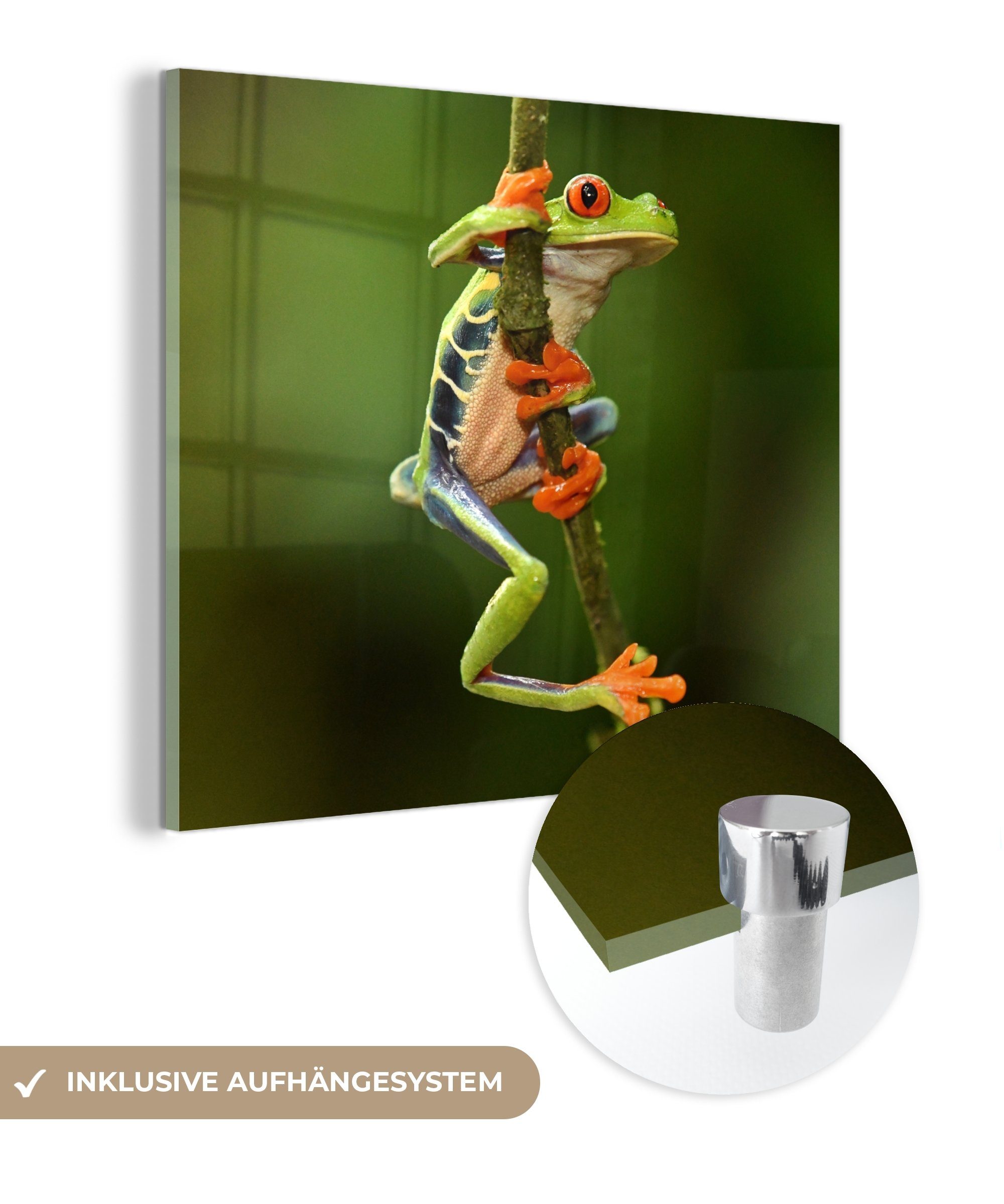 MuchoWow Acrylglasbild Rotaugenlaubfrosch im Dschungel, (1 St), Glasbilder - Bilder auf Glas Wandbild - Foto auf Glas - Wanddekoration