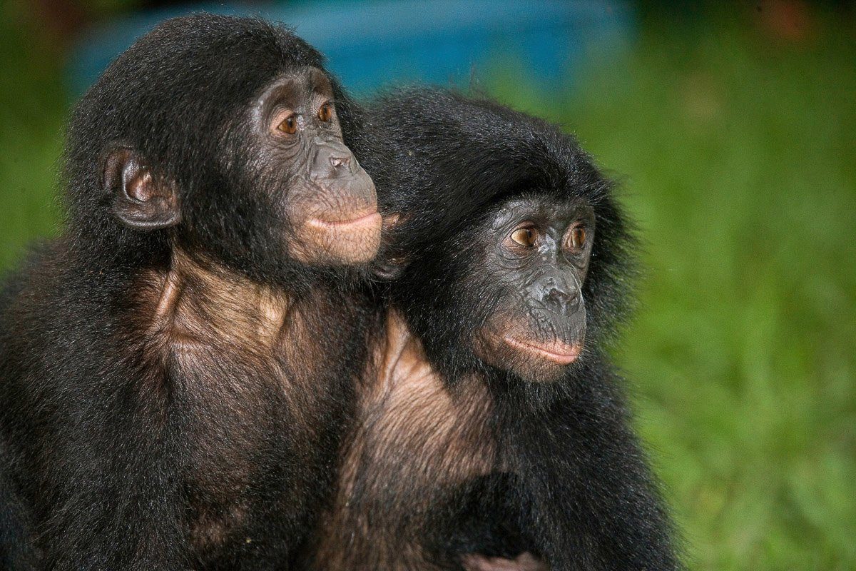 Papermoon Fototapete Baby Bonobos | Fototapeten