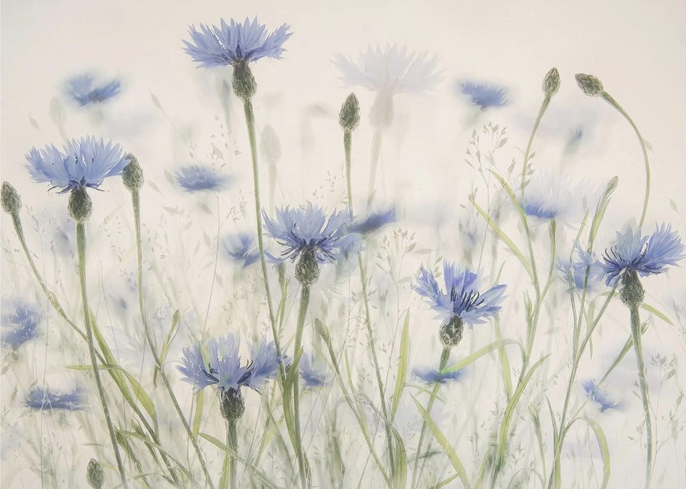 Fototapete Selbstklebend, "Cornflowers"