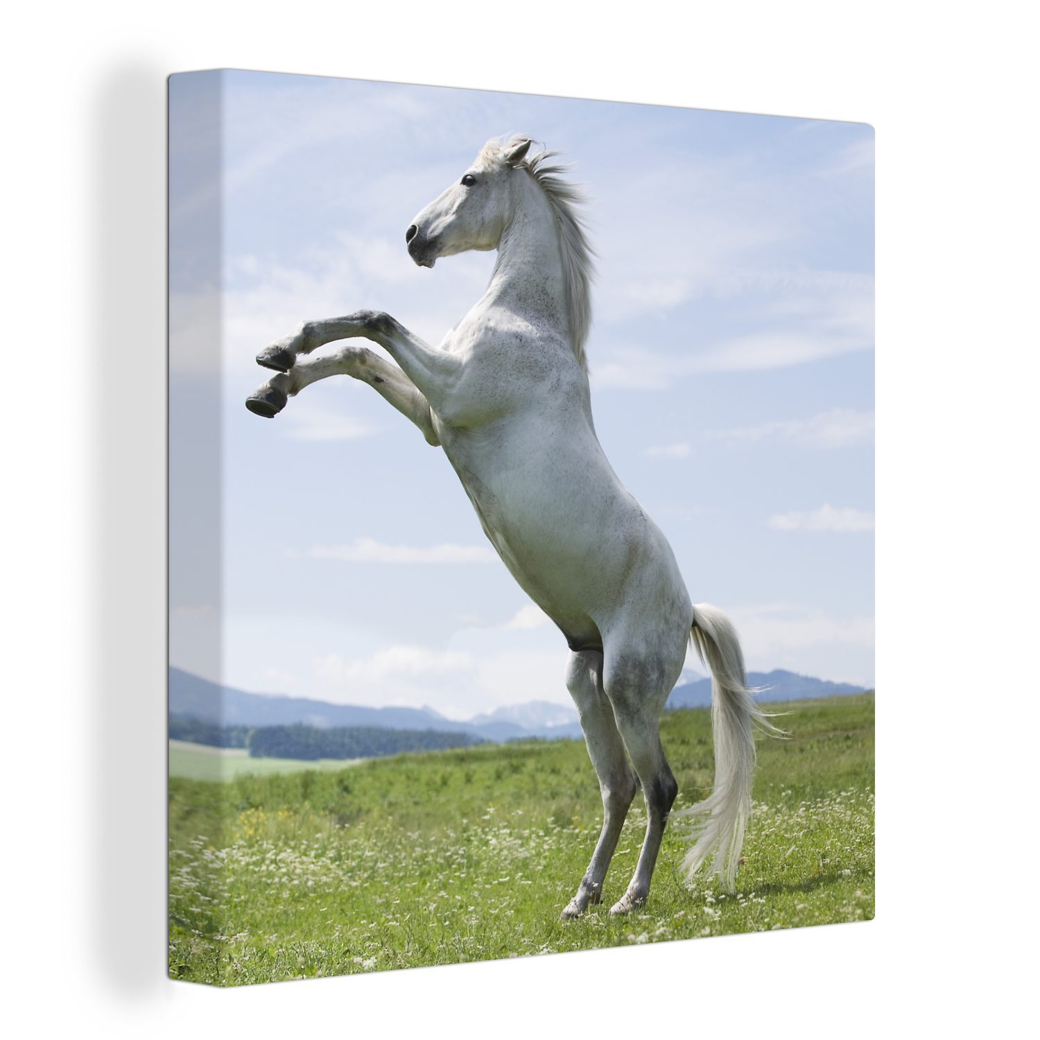 OneMillionCanvasses® Leinwandbild Pferd - Aufzucht - Natur, (1 St), Leinwand Bilder für Wohnzimmer Schlafzimmer bunt