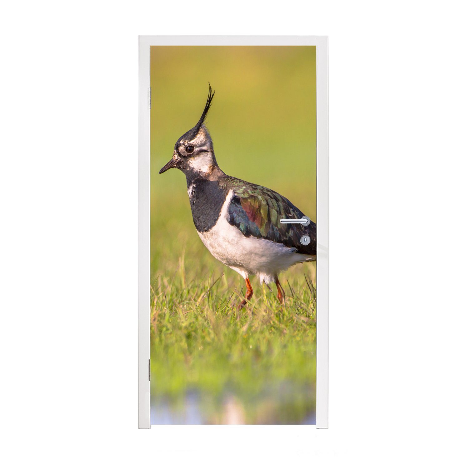 MuchoWow Türtapete Vogel - Gras - Natur - Tiere - Kiebitz, Matt, bedruckt, (1 St), Fototapete für Tür, Türaufkleber, 75x205 cm