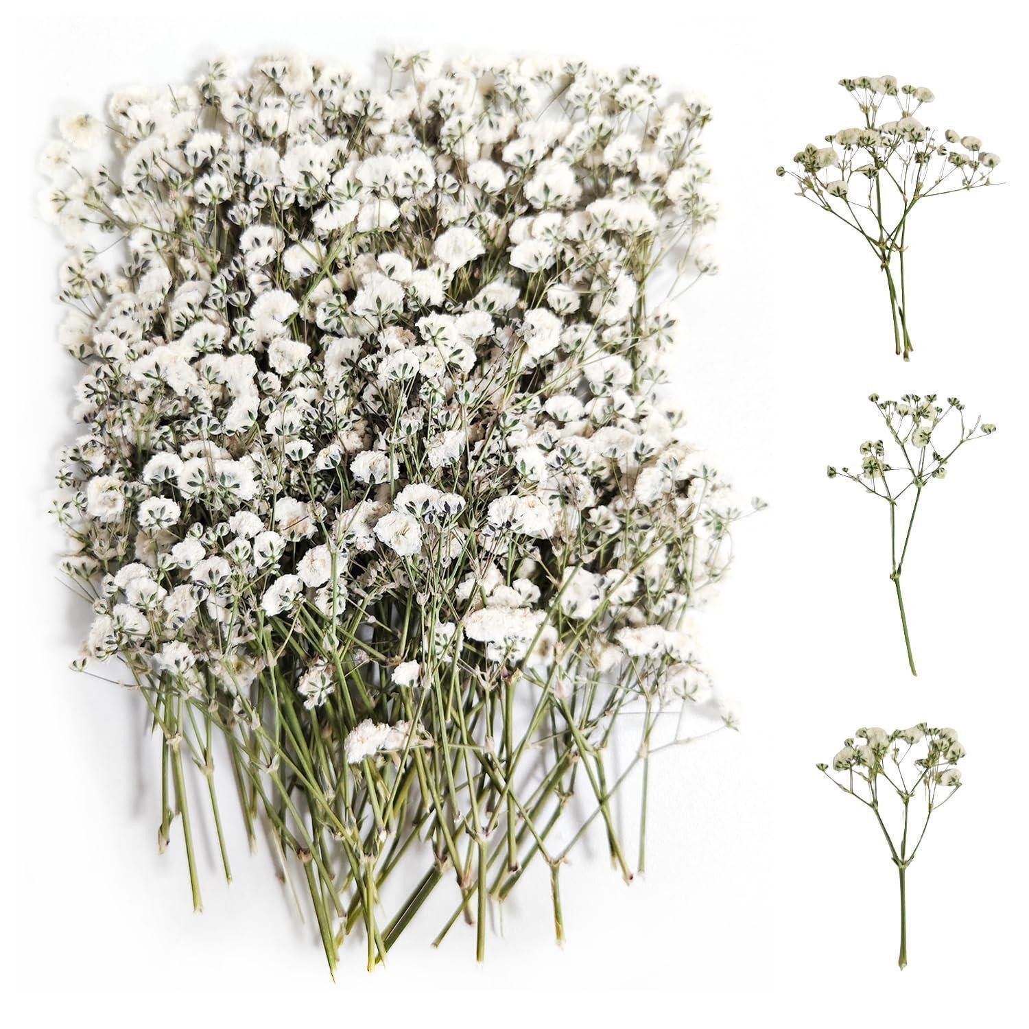 Trockenblume Trockenblumen Schleierkraut 100 Stück Weiß, LuxusKollektion