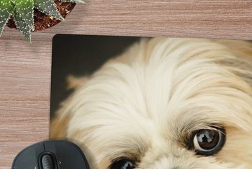 MuchoWow Gaming Mauspad Shih Tzu Hund schaut schräg in die Kamera (1-St), Mousepad mit Rutschfester Unterseite, Gaming, 40x40 cm, XXL, Großes