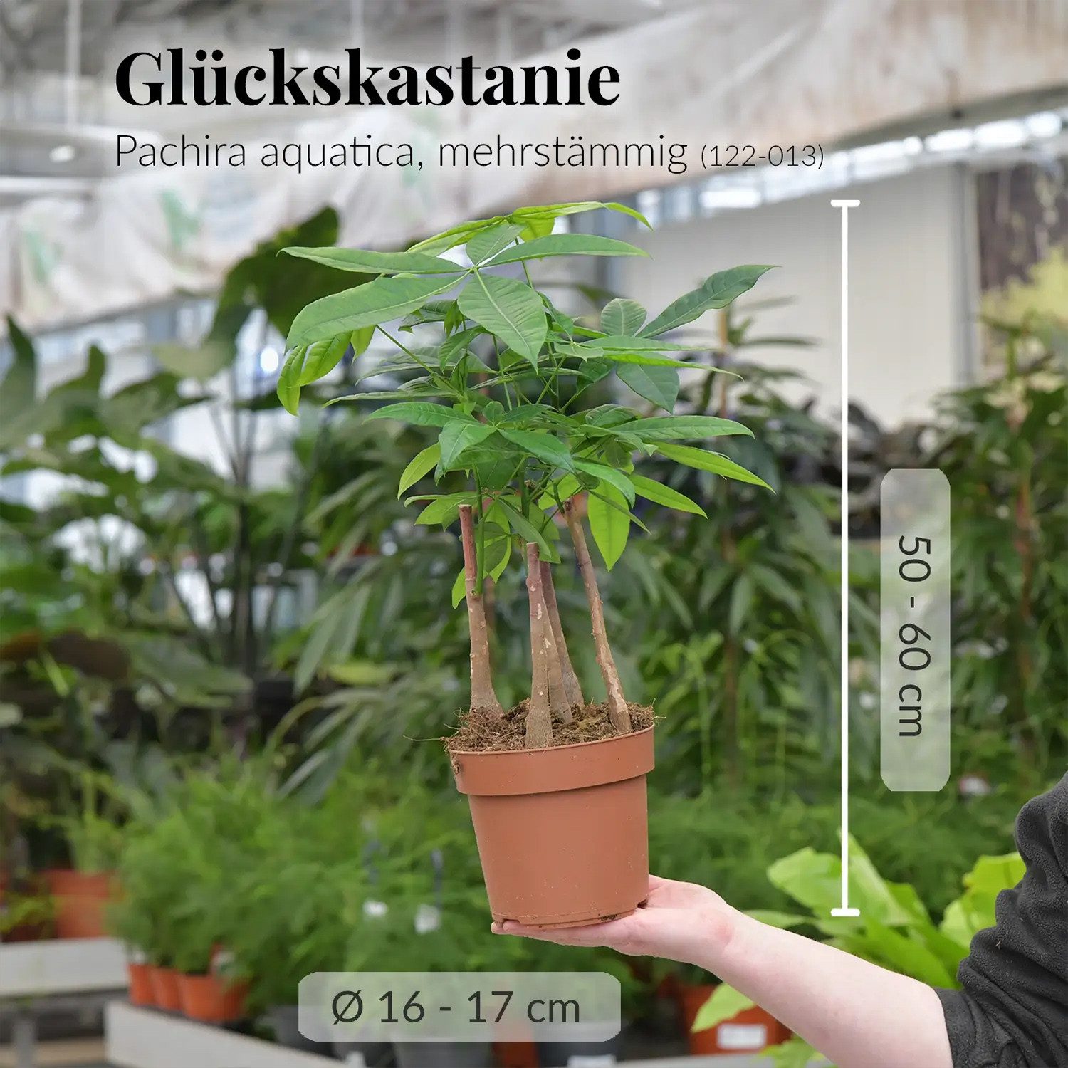 Green Me Up Zimmerpflanze Glückskastanie mit mehreren Stämmen, im 16–17 cm Topf, 50–60 cm hoch, pflegeleicht & ungiftig, ideal für Wohnzimmer, Büro & Katzenhaushalte