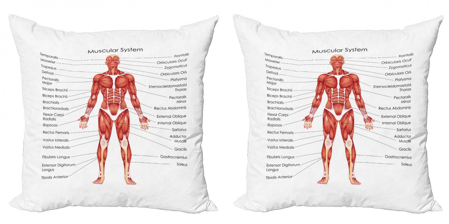 Kissenbezüge Modern Accent Digitaldruck, Muskulatur-Ansicht Menschliche Stück), Die Abakuhaus (2 Anatomie Doppelseitiger