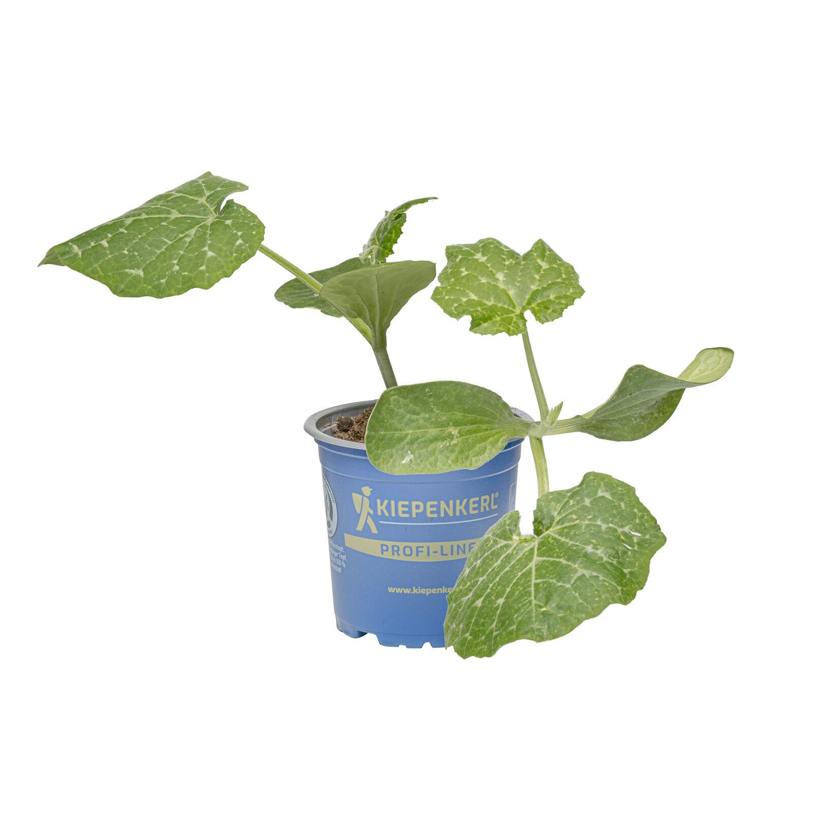 Pflanzen für Dich Gemüsepflanze Muskat-Kürbis Muscat de Provence 10,5cm Topf