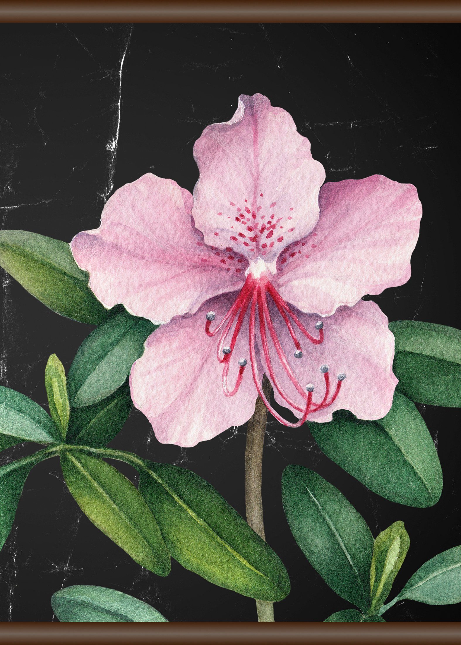 Rosa Blüte, queence Leinwandbild 50x70 cm