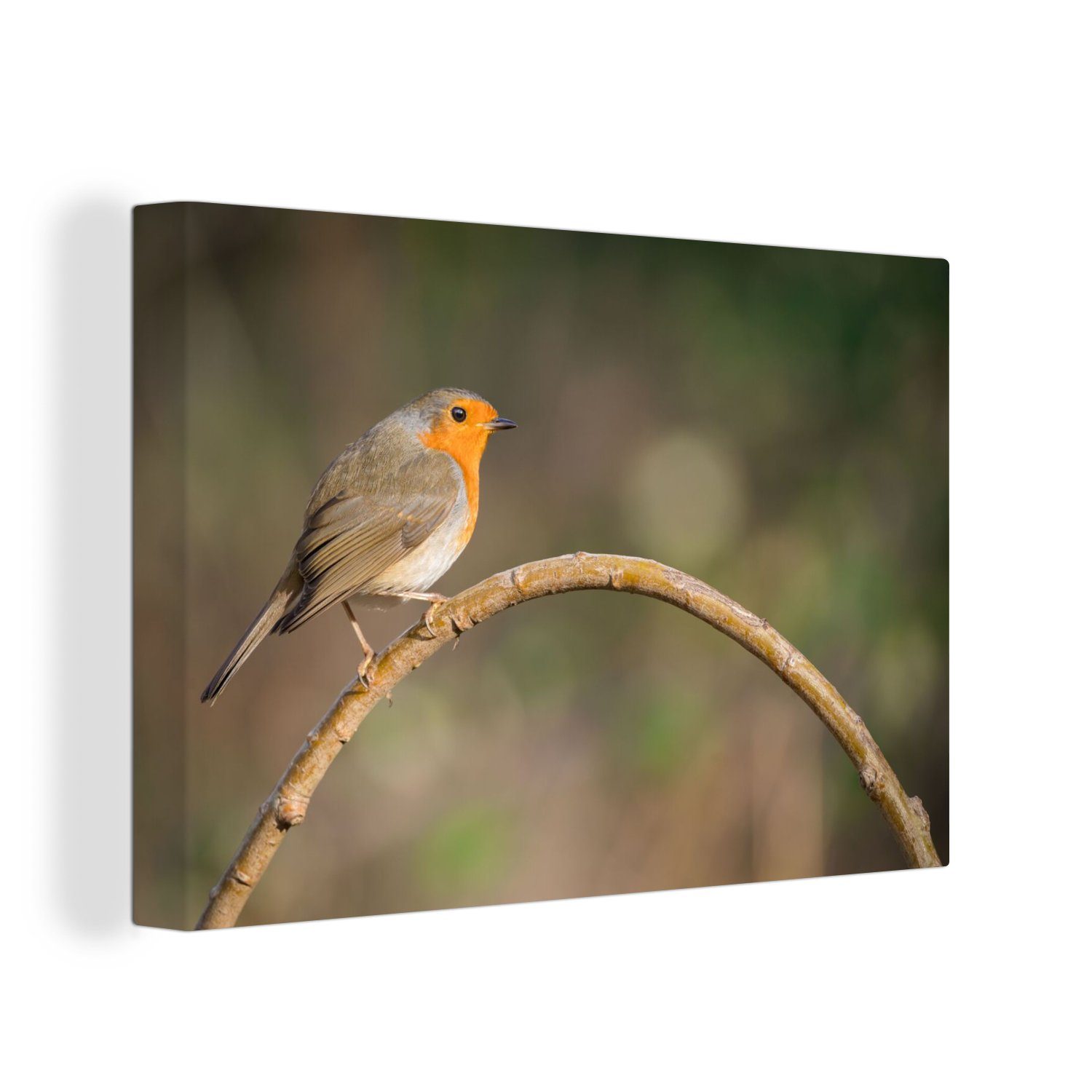 OneMillionCanvasses® Leinwandbild Rotkehlchen - Vogel - Natur, Fotodruck (1 günstig online kaufen