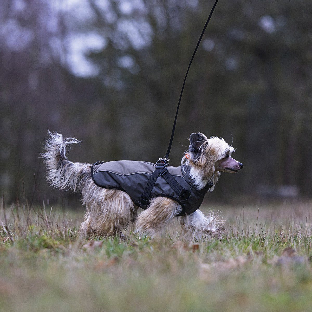 Beeztees Hundemantel Hundemantel mit Geschirr Milo grau
