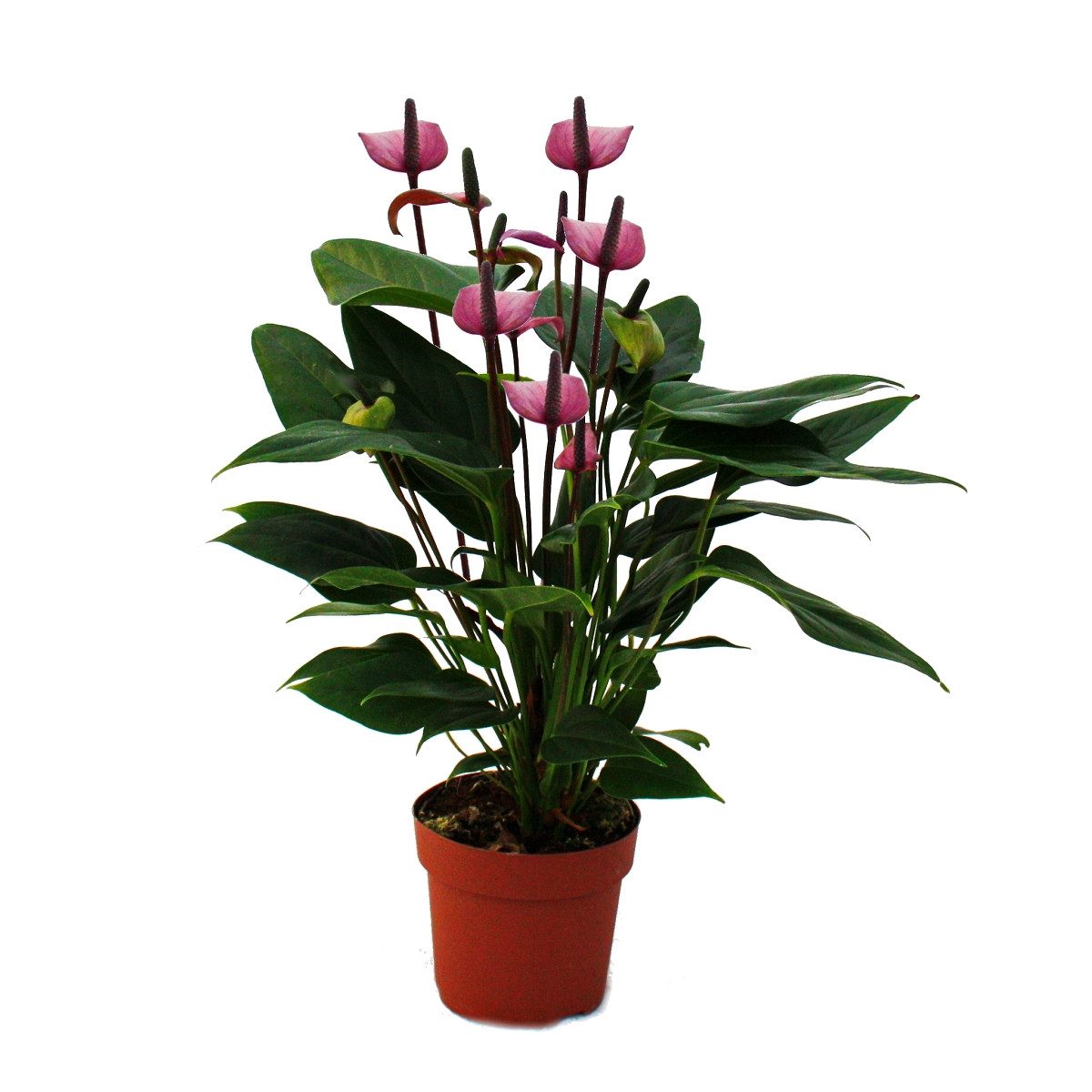 Exotenherz Zimmerpflanze Flamingoblume "Lila Fiorino" violett Anthurium andreanum 12cm