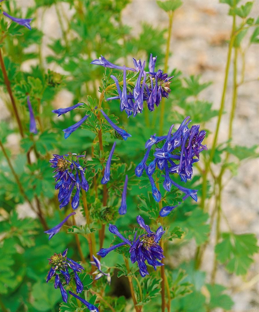Pflanzen für Dich Staude Corydalis elata Spinners, 1 St., Himmelsblauer Lerchensporn