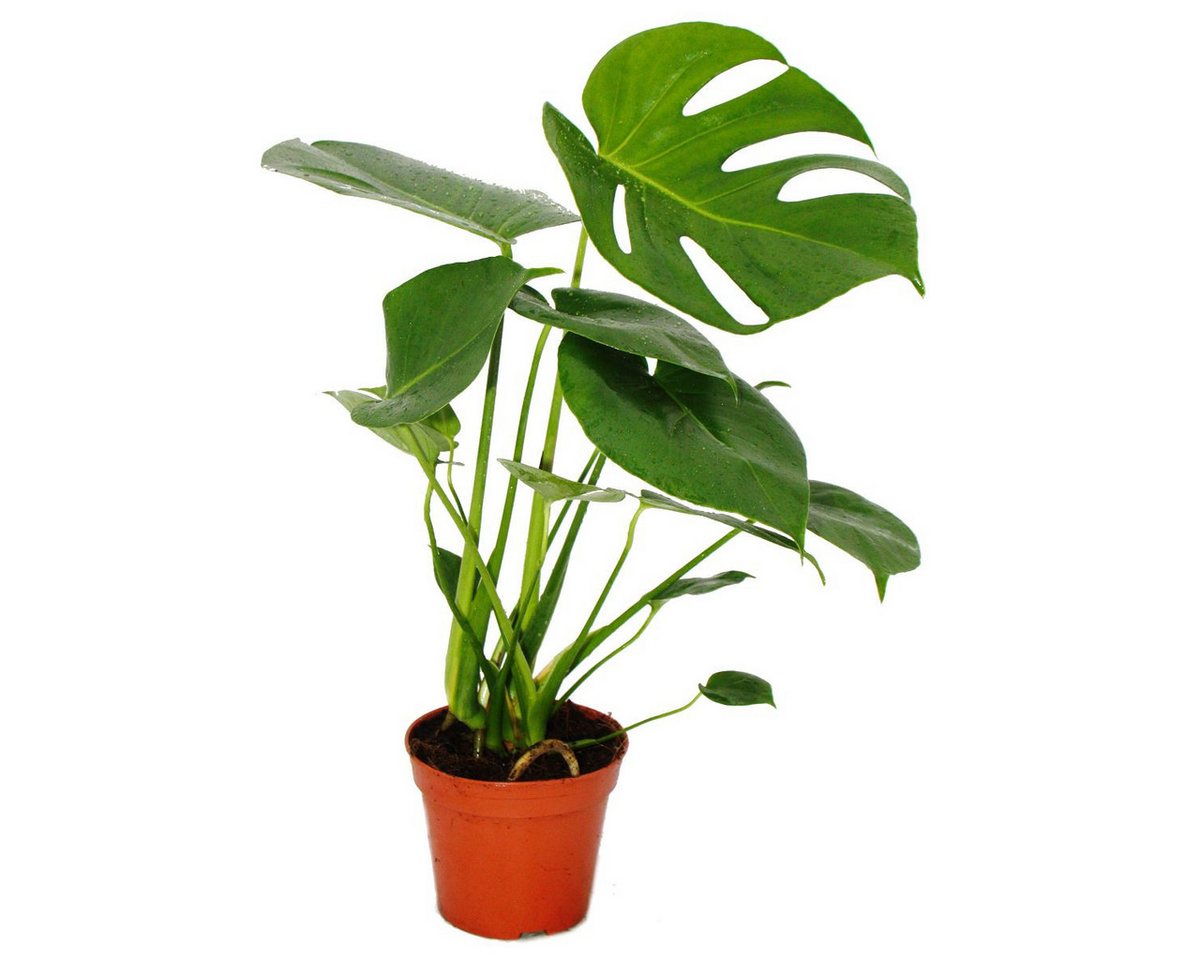 Thumbnail - Exotenherz Zimmerpflanze Fensterblatt Monstera deliciosa pflegeleicht luftreinigend 12cm Topf