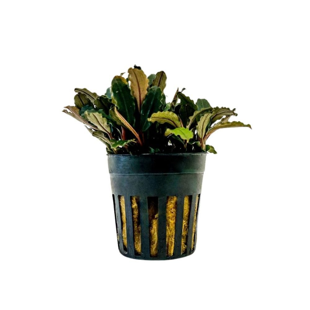 Aquaone Wasserpflanze Aquarium Pflanze Bucephalandra sp 'Blue green' Nr.340 günstig online kaufen