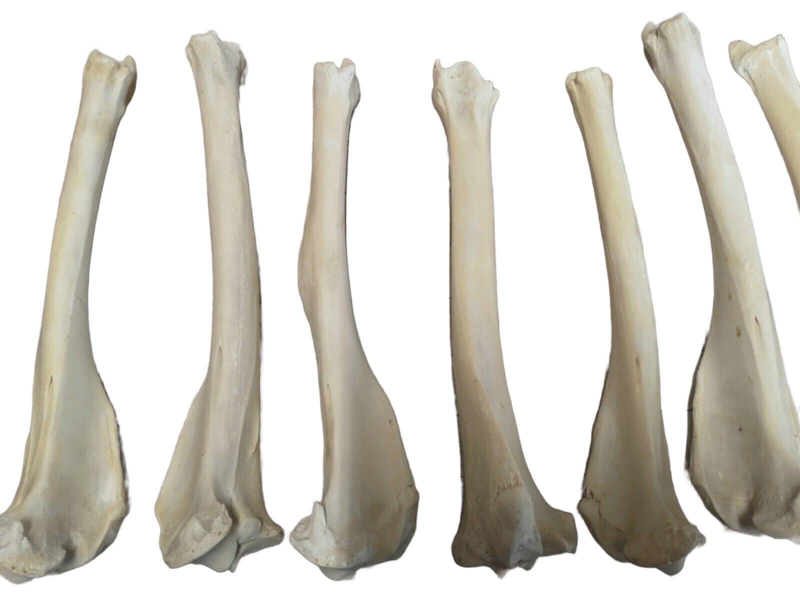 Bastelnaturmaterial Schienbein Knochen Vom Hirsch Hirschknochen Präpariert