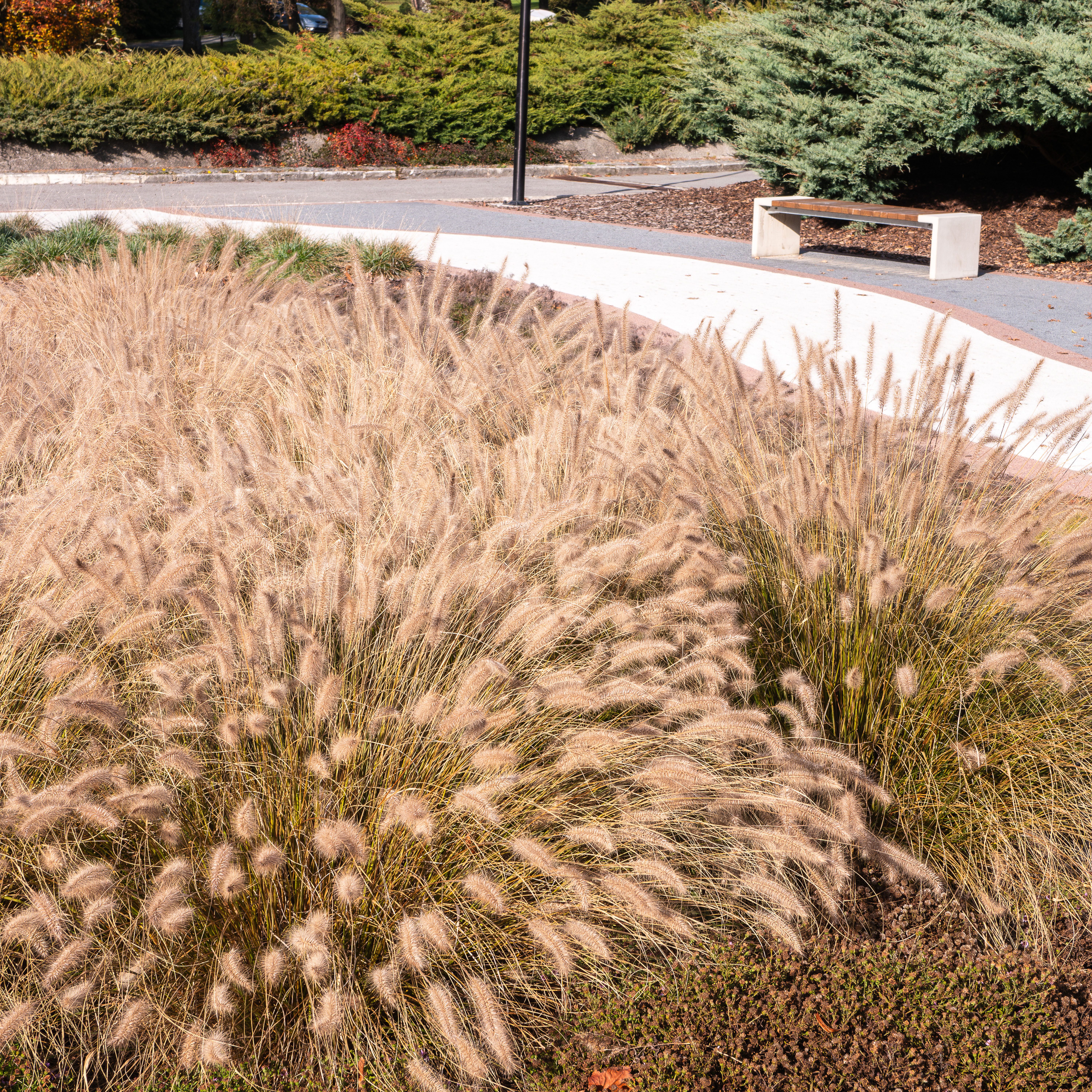 Bloomique Gräser Bloomique - 3er Set - Pennisetum alopecuroides Hameln - Zylinderputzer, 3 St.