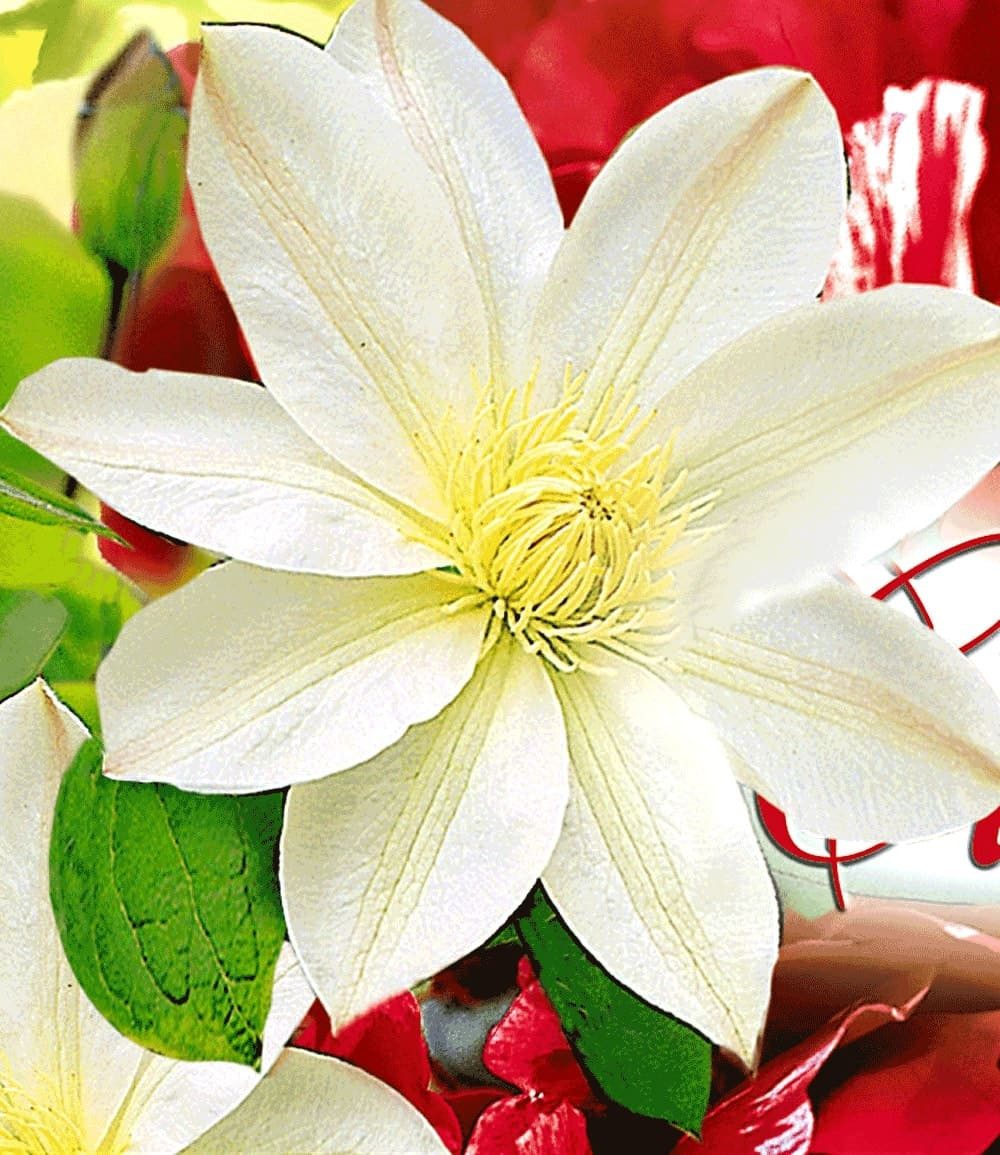 BALDUR Garten Zierstrauch Clematis 'Madame Le Coultre', 1 St., Duftclematis, weiße Blüten,winterhart