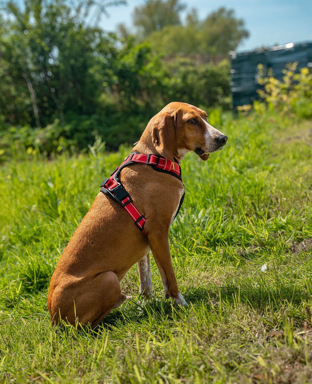 lionto Hunde-Geschirr Anti-Zug, reflektierend & gepolstert, robustes Oxford-Gewebe, verstellbares Y-Geschirr mit Brustring