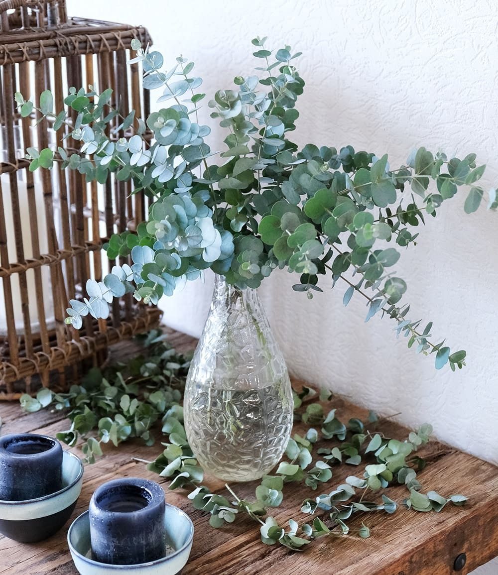 BALDUR Garten Zierstrauch Winterharter Eukalyptus 'Azura®' im XXL-Topf, 1 St., Eucalyptus,duftend,winterhart, mehrjährig, pflegeleicht – Bild 3 von 5