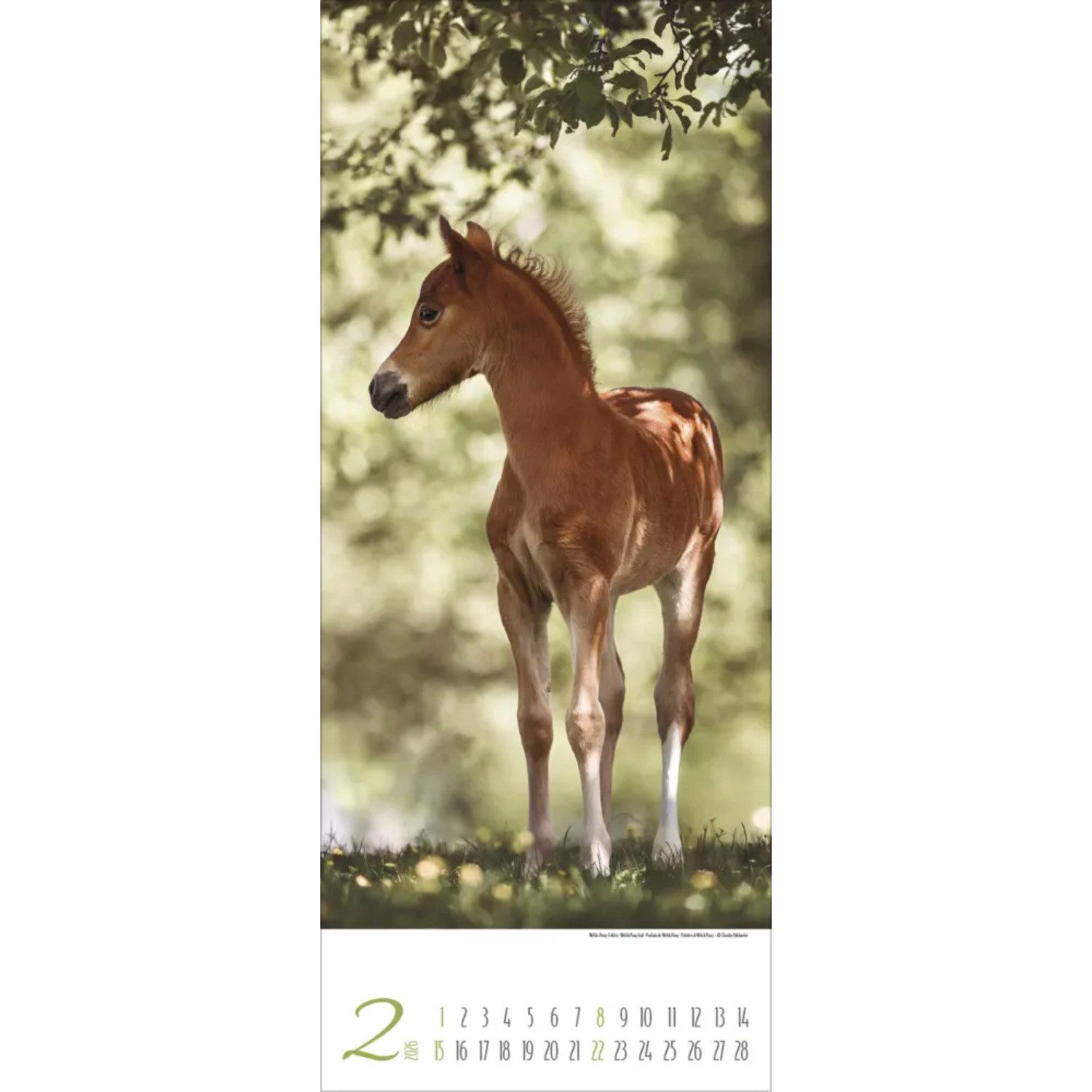Korsch Verlag Wandkalender Pferde 2026