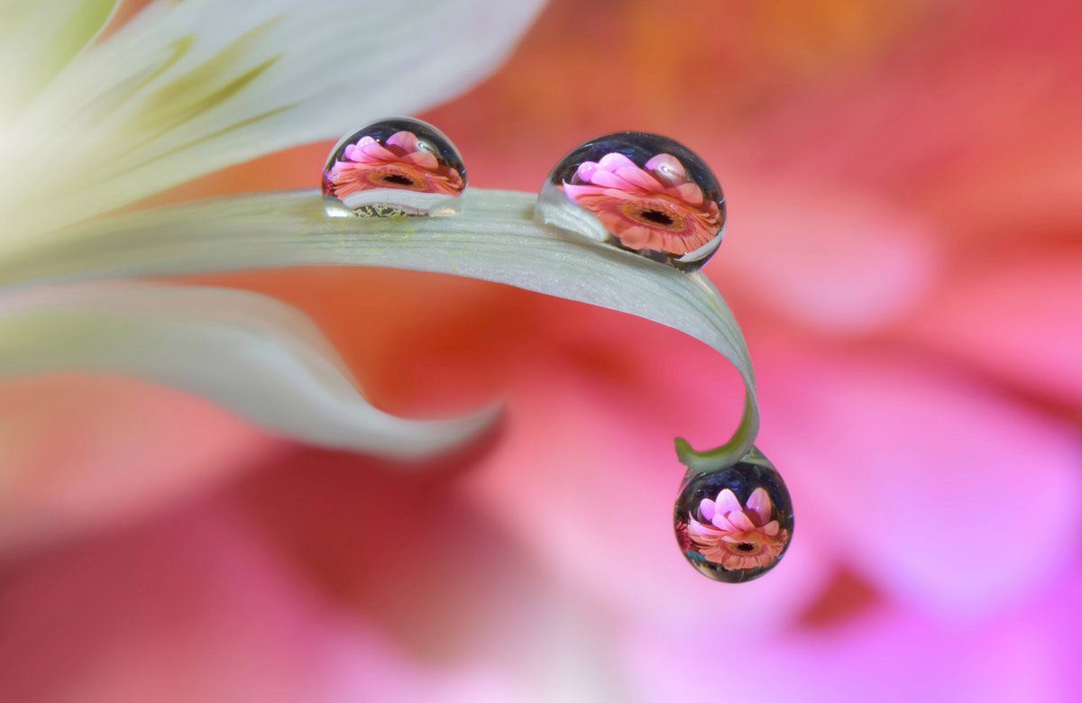 Papermoon Fototapete Blume mit Wassertropfen Makro Zen