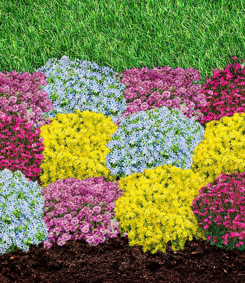 BALDUR Garten Bodendecker Staudenbeet 'Blütenteppich', 12 St., Bodendecker-thymian, lange Blütezeit, bienenfreundlich