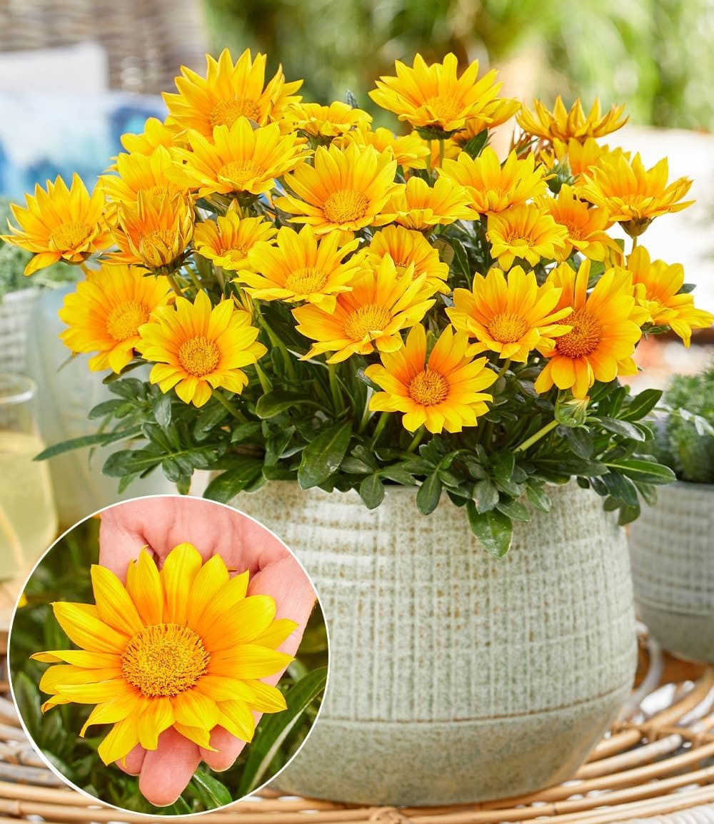 BALDUR Garten Bodendecker Gazanie 'Suncarpet®', 4 St., Trockenheitsverträglichkeit, genügsam, pflegeleicht