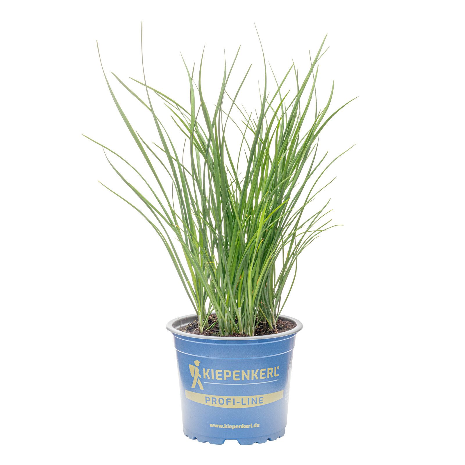 Pflanzen für Dich Gewürzkraut Schnittknoblauch 12cm Topf
