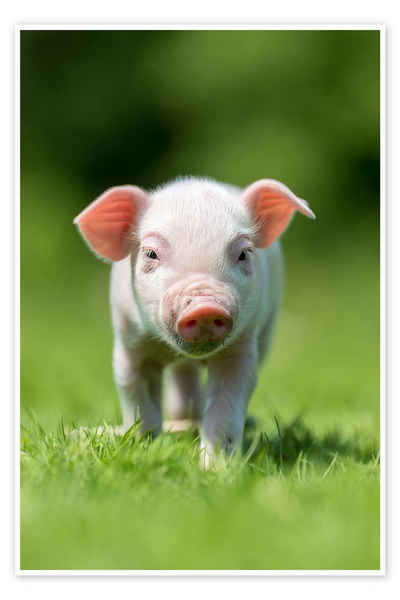 Posterlounge Poster Editors Choice, Kleines Schweinchen, Kindermotive