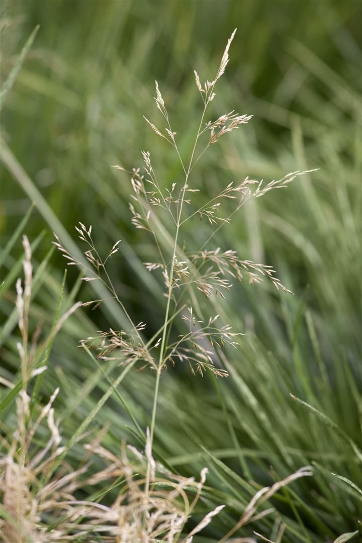 Pflanzen für Dich Gräser Deschampsia cesp. Goldtau, 1 St., Rasen-Schmiele, Goldschleiergras, goldene Ähren, winterhart