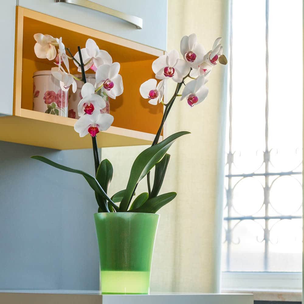 Happy plants Blumentopf Arte-Dea Selbstbewässerungstöpfe - günstig online kaufen