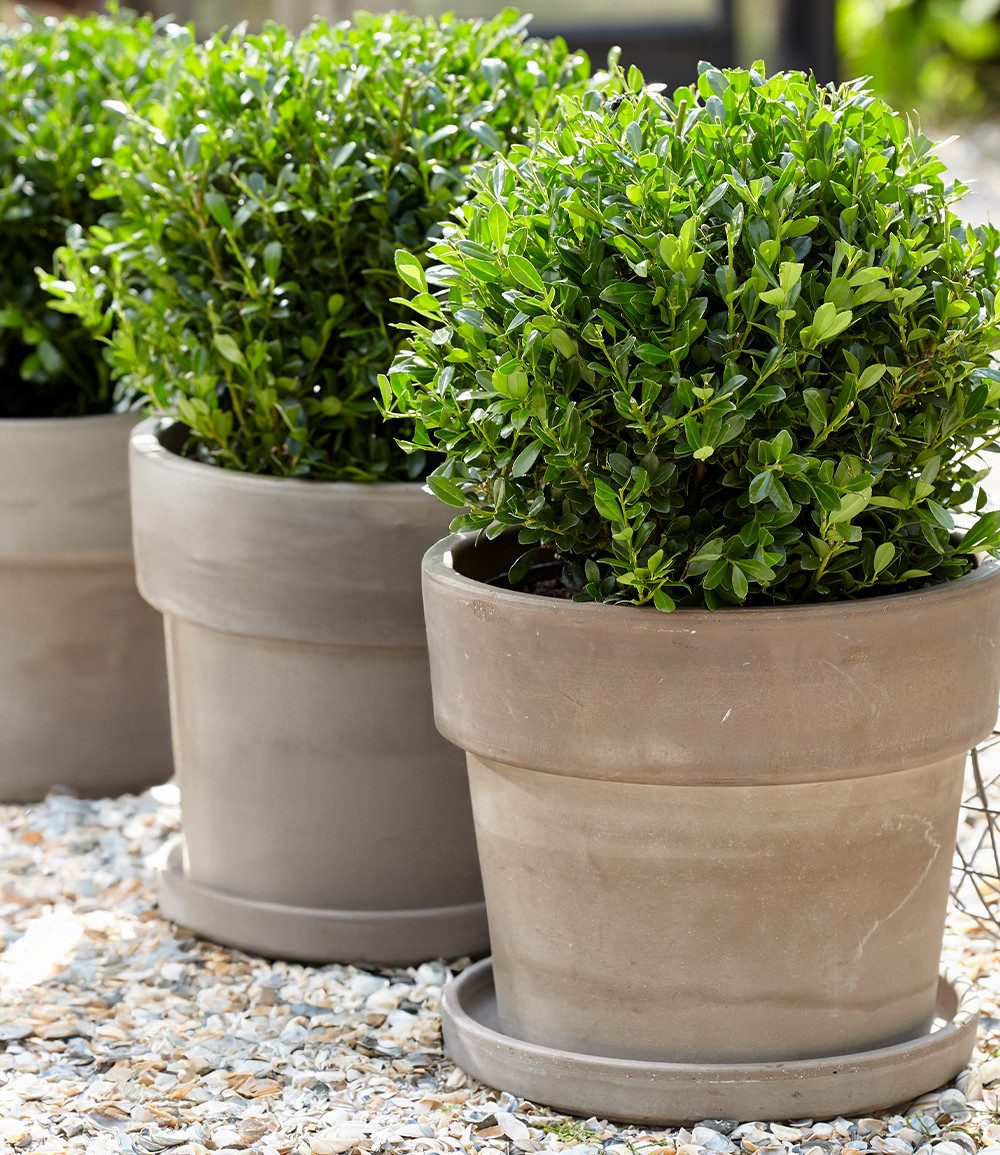 BALDUR Garten Zierstrauch Ilex 'Luxus® Globe' der Buchs-Ersatz, 5 St., Buxus, immergrün,winterhart, mehrjährig, pflegeleicht – Bild 2 von 5