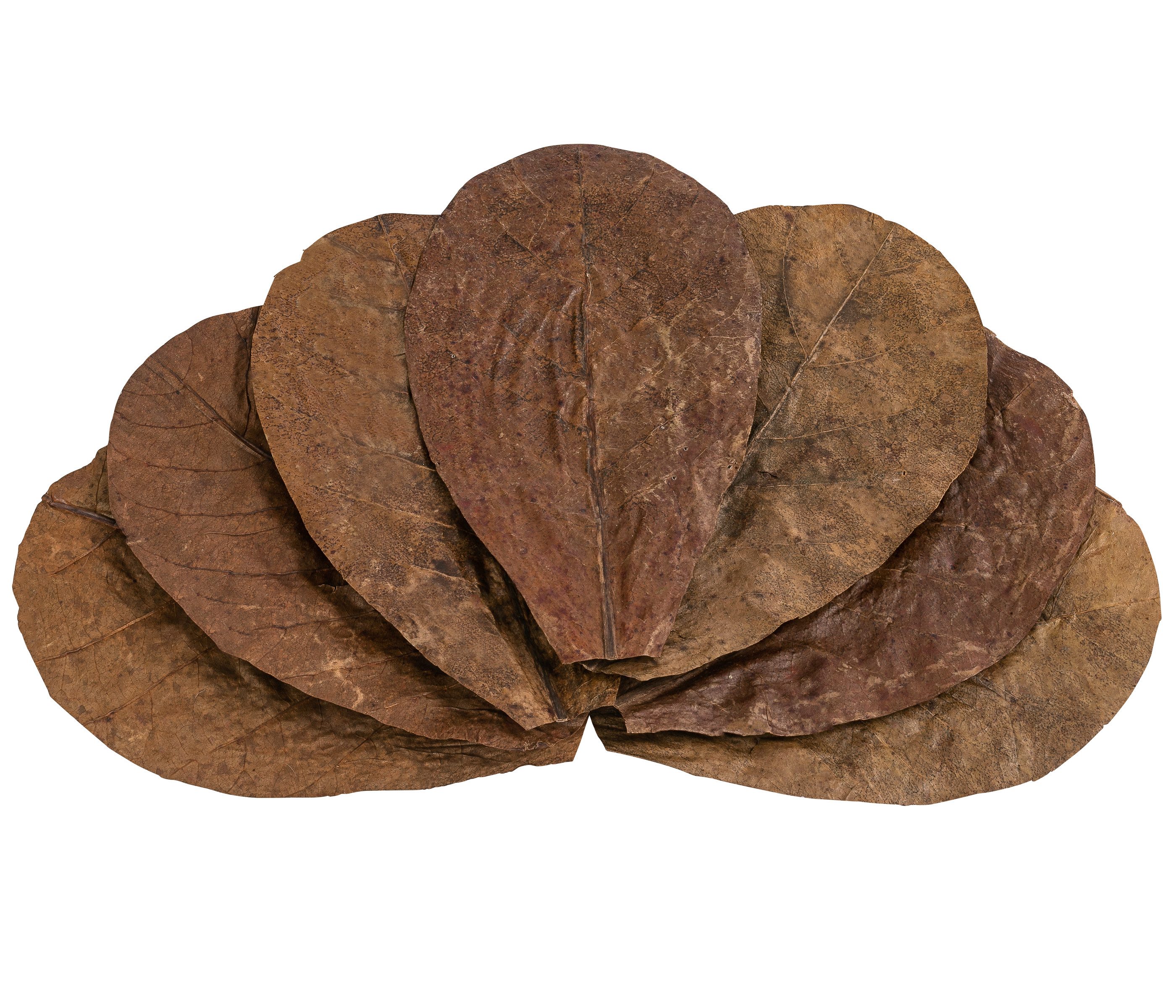 Dehner Aquarien-Substrat Catappa-Blätter Seemandelbaumblätter, 10 Stück Keine Angabe, für Schnecken, Saugwelse, Krebse, auch zur Wasseraufbereitung