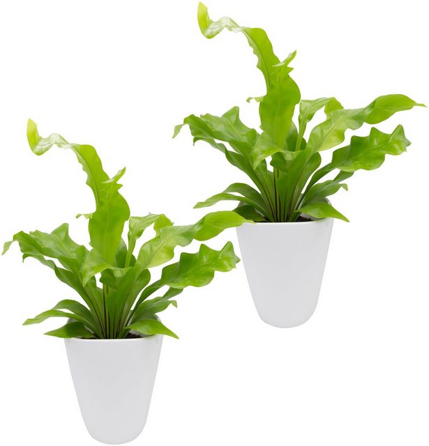 Dominik Zimmerpflanze »Farnpflanzen«, Höhe: 15 cm, 2 Pflanzen in Dekotöpfen-Otto