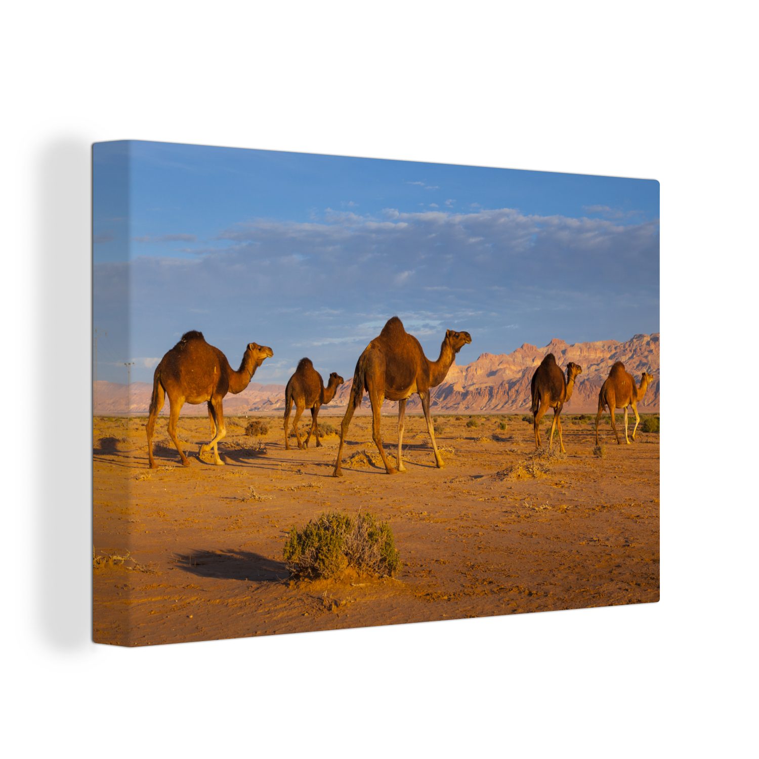 OneMillionCanvasses® Leinwandbild Dromedarkamele in der afrikanischen Wüste, (1 St), Wandbild Leinwandbilder, Aufhängefertig, Wanddeko, 30x20 cm