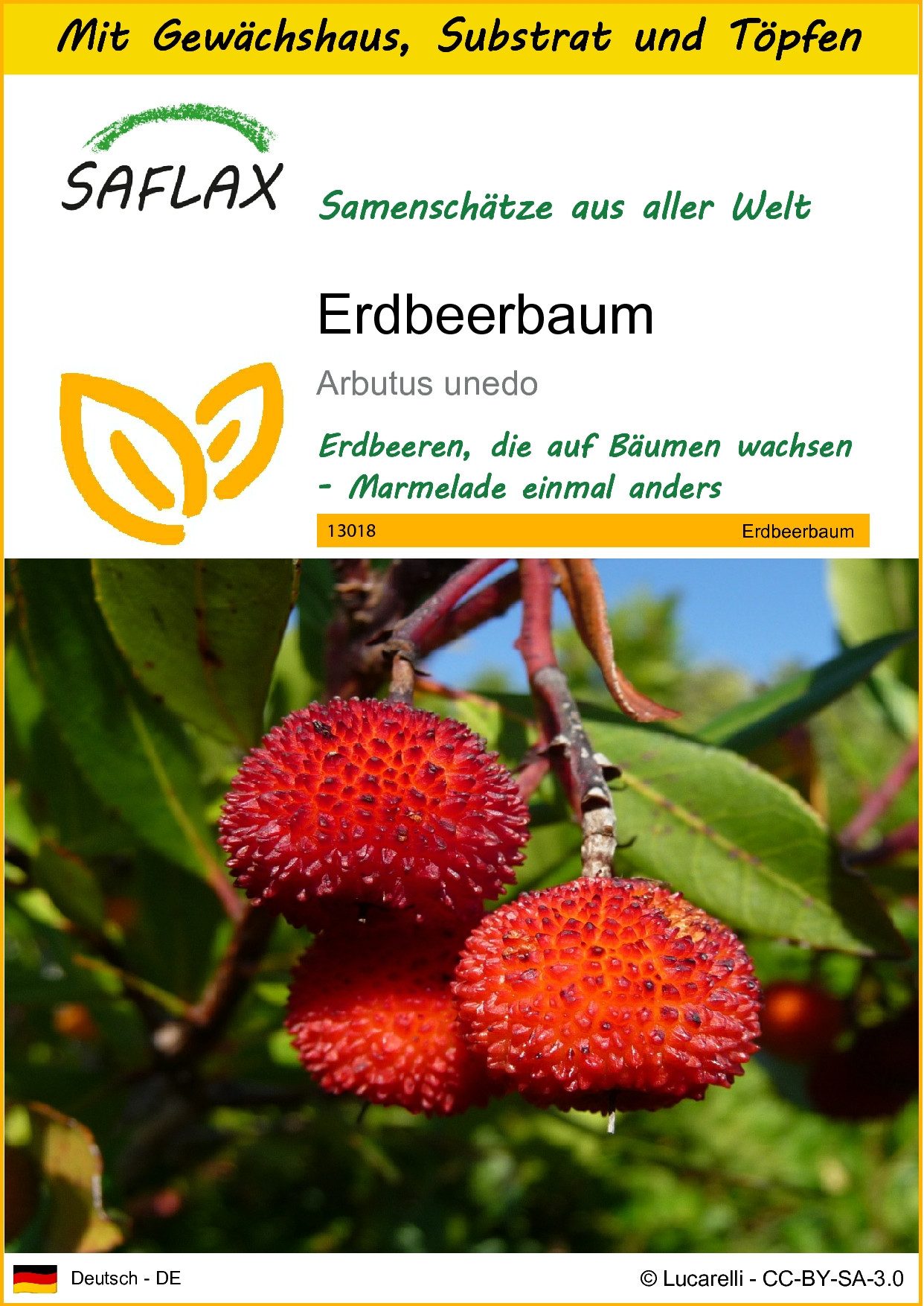 Blumensamen SAFLAX - Anzuchtset - Erdbeerbaum
