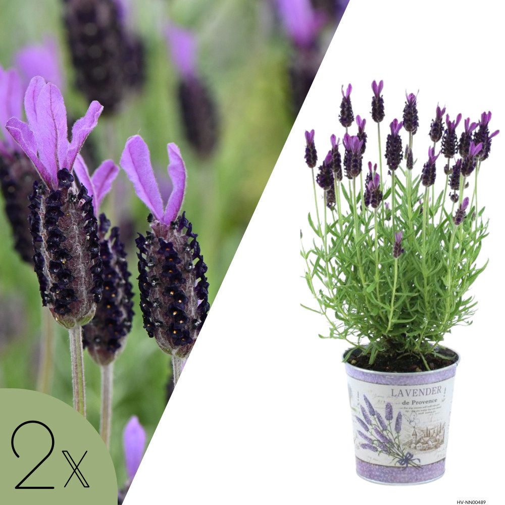 NatureNest Kübelpflanzen Französischer Lavendel violett im Ziertopf Set 2 Pflanzen
