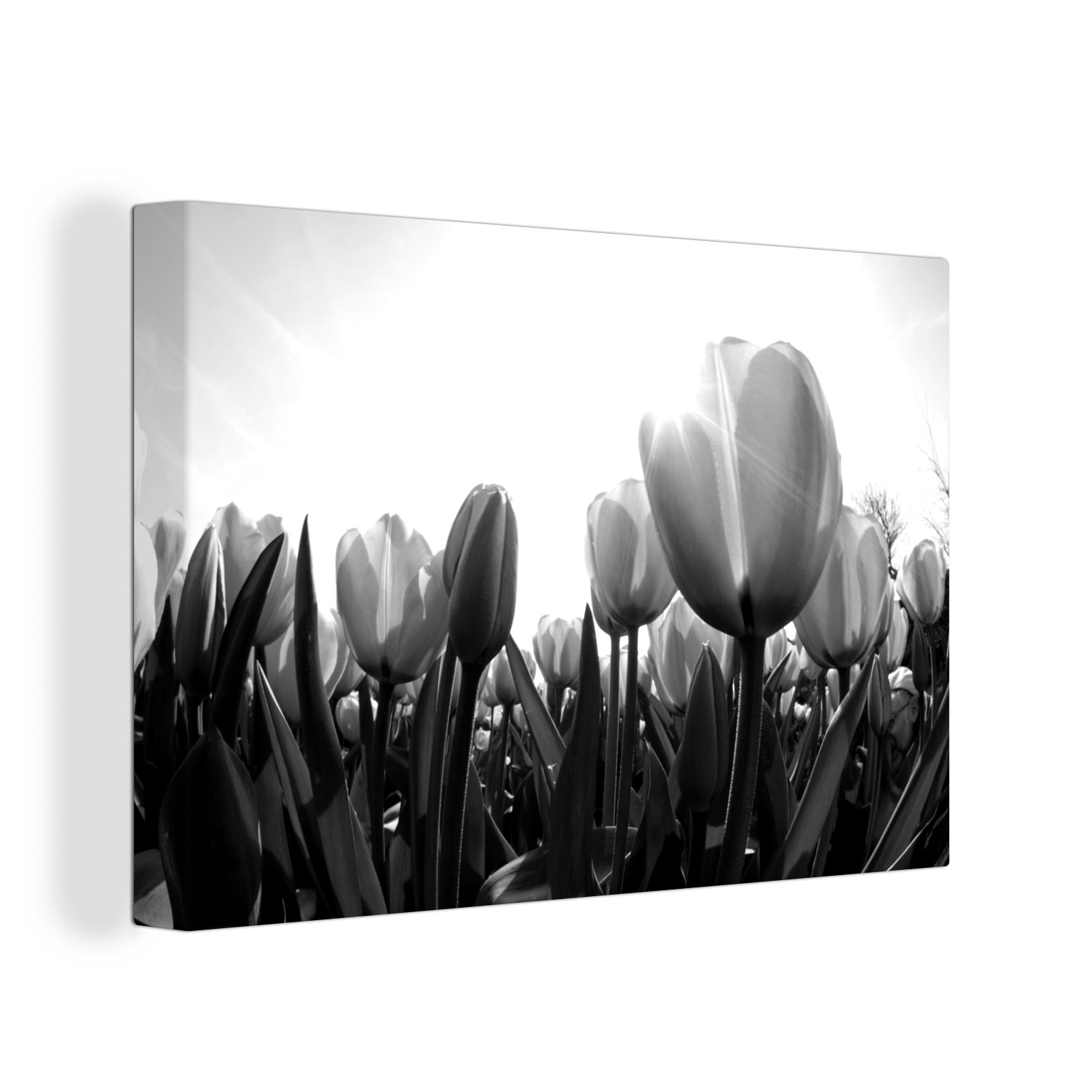 Leinwandbild Tulpen - Blumen - Schwarz - Weiß